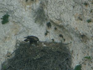Aquila reale con pullo
